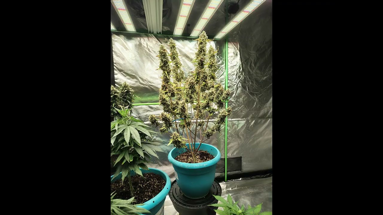 Skunk Monkey Auto V2
