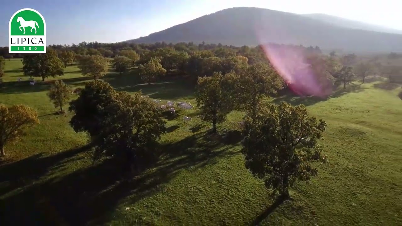Lipica Stud Farm - Summer