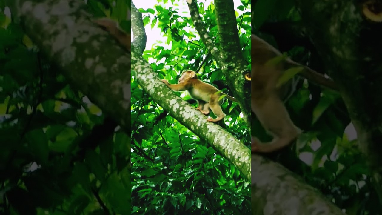 Baby Monkey Climbing Tree #trendingvideo #youtubeshorts #shortsviral