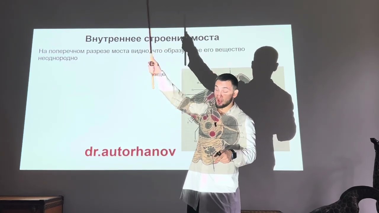 МОСТ, АНАТОМИЯ МОСТА
