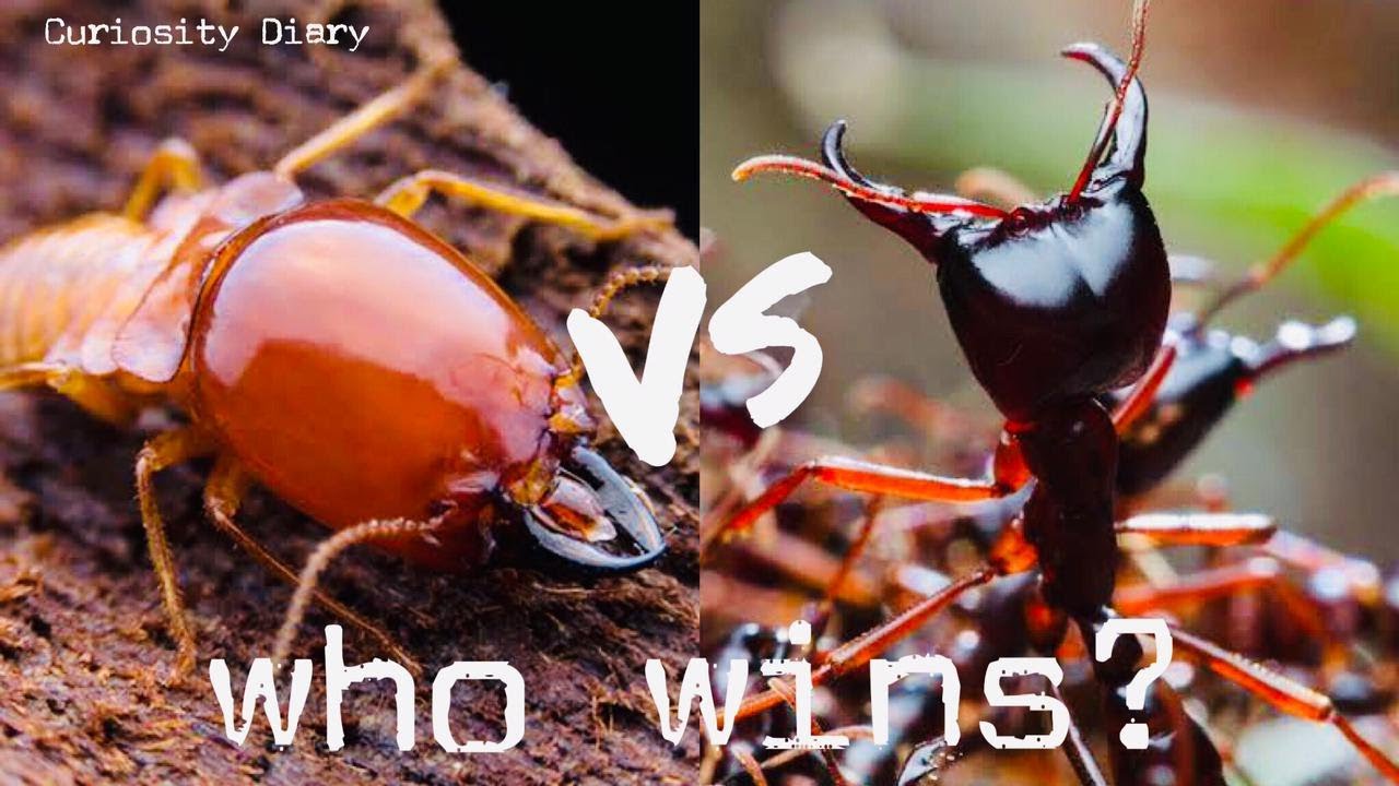 Driver ants vs Termites fighting #driverants #termites #antswar