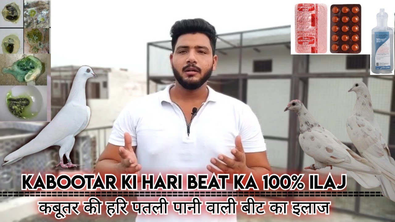 KABOOTAR KI HARI BEAT KA 100% ILAJ (कबूतर की हरी पतली पानी वाली बीट का इलाज)