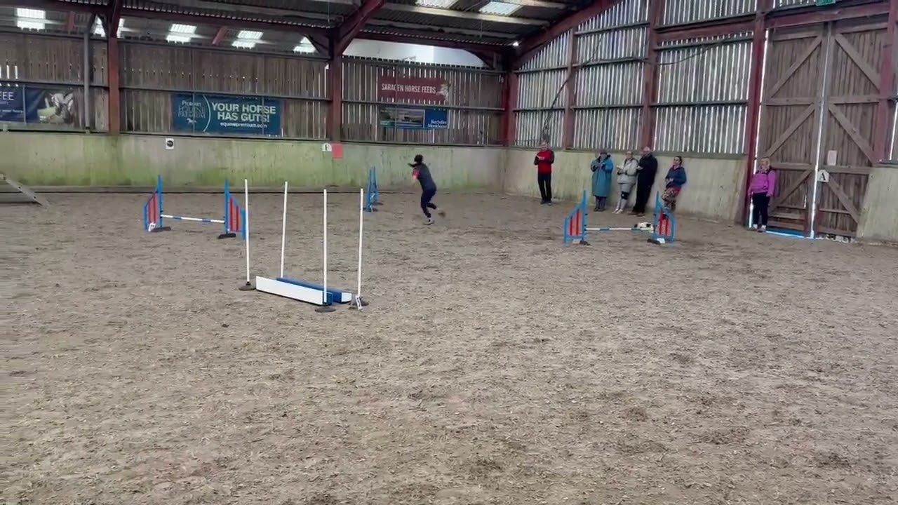 Darla & Freddie parson russell terriers agility training