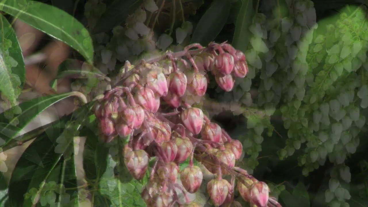 Pieris japonica - The Japanese Andromeda -  Varieties and How to Grow them