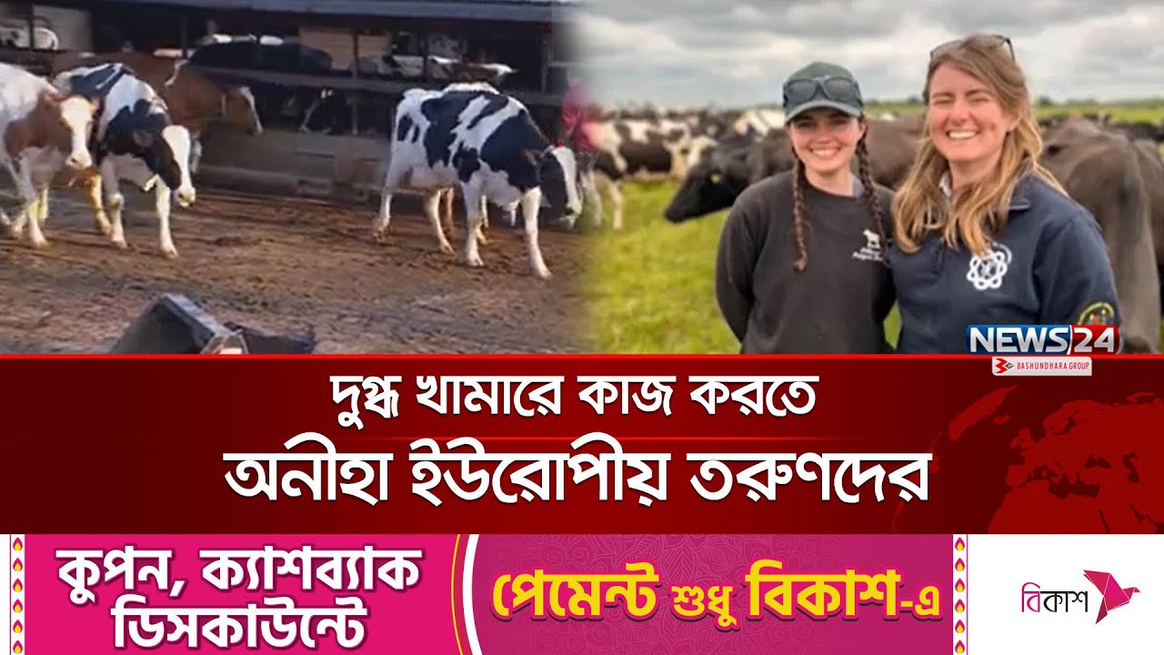 গবাদি পশুর খামারে কাজ করতে আগ্রহ হারাচ্ছে ইউরোপীয় তরুণরা | Young Europeans | Cattle Farms | News24