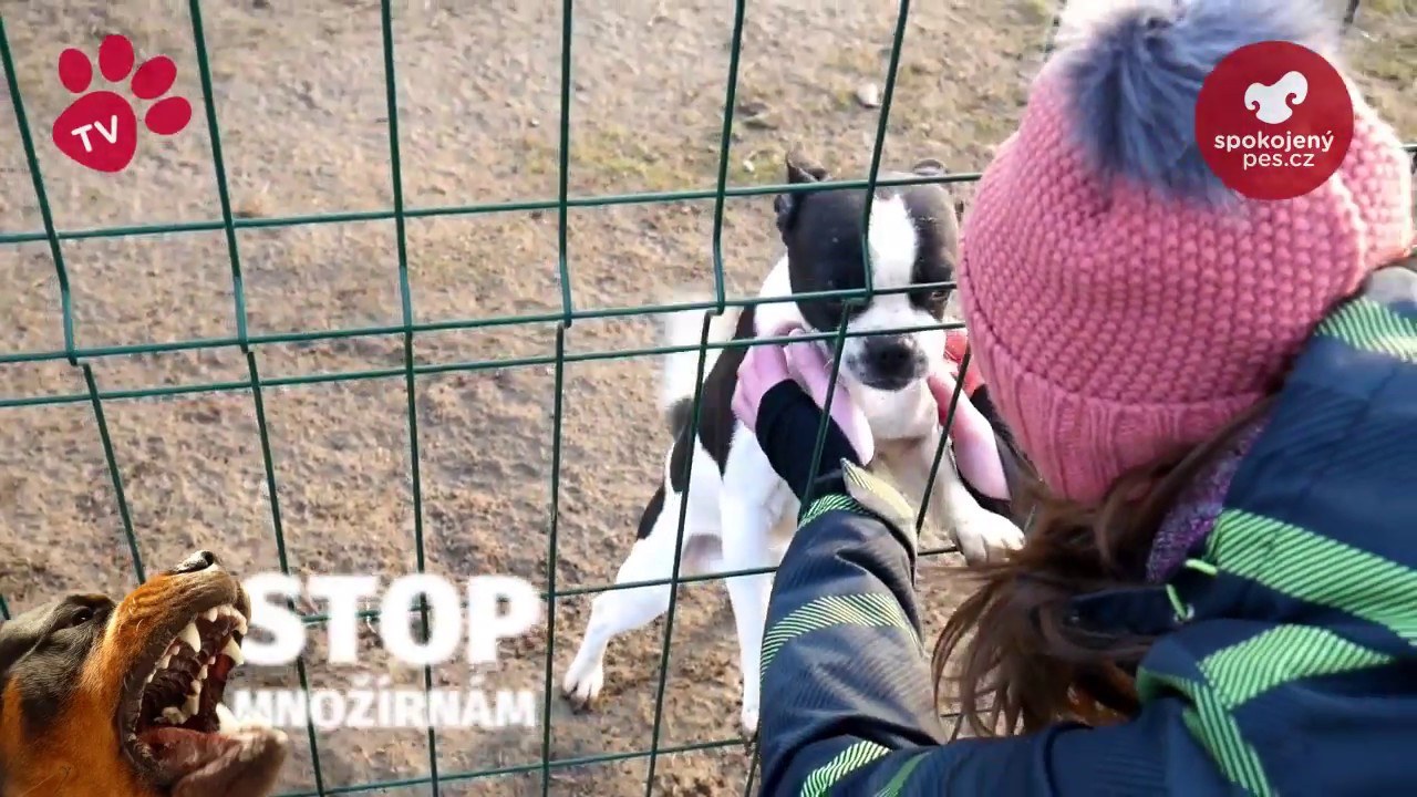 Tlapka TV - STOP Množírnám