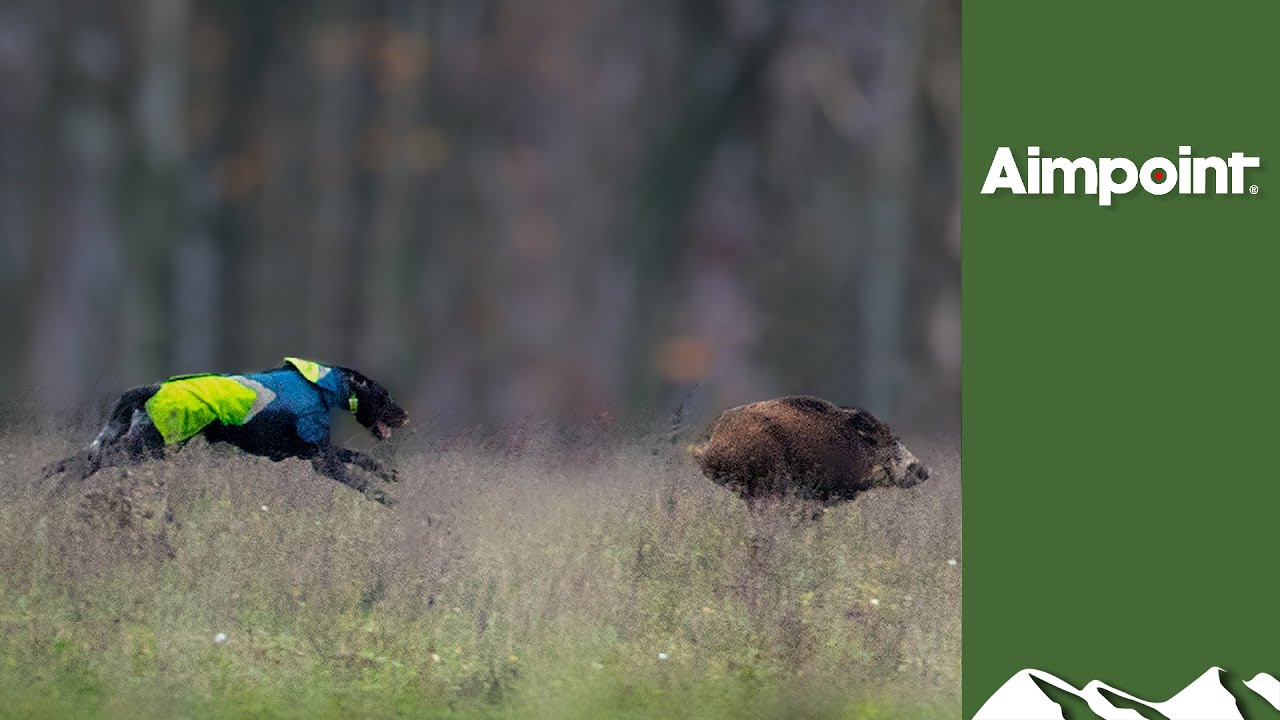 Hunting high-speed boar