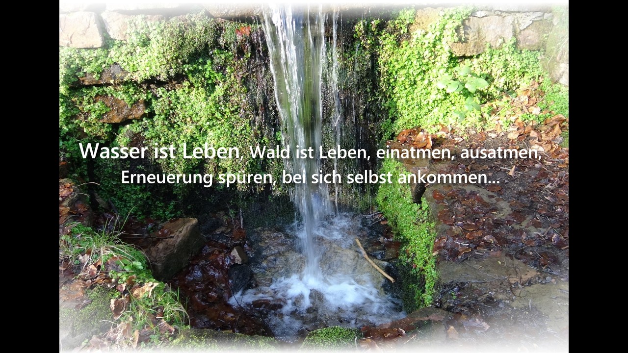 Kraftquelle Natur - Impulse & Gedanken zum Zeitgeschehen - Kiefernbaum & Element Wasser