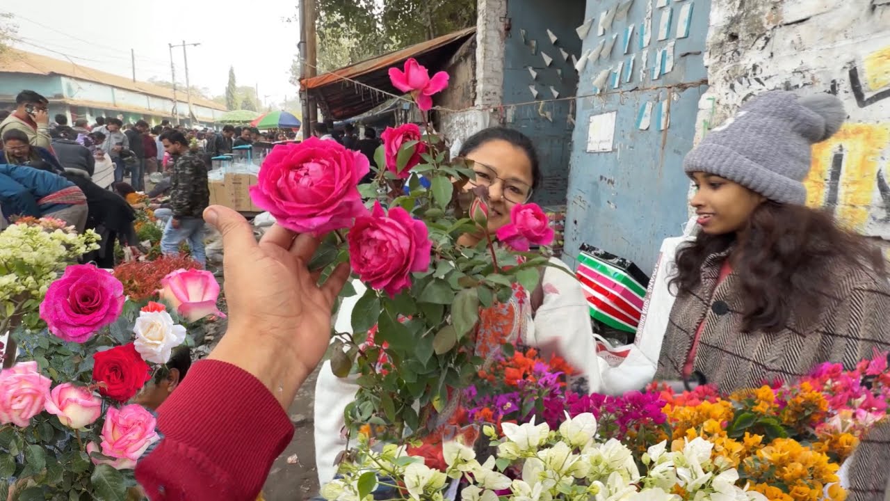 Stunning Scented Roses🌹at Galiff Street Bougainvillea, Camellia & Houseplants| Best Flowers Forever 
