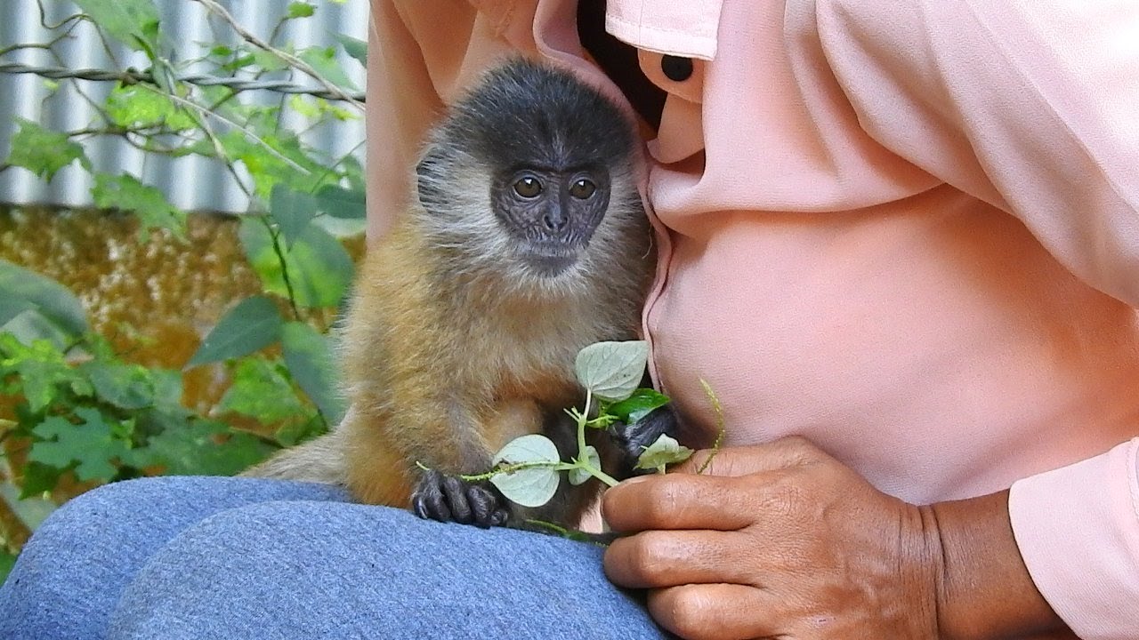 Adorable monkey Bobby eat vegetable more than feeding milk.