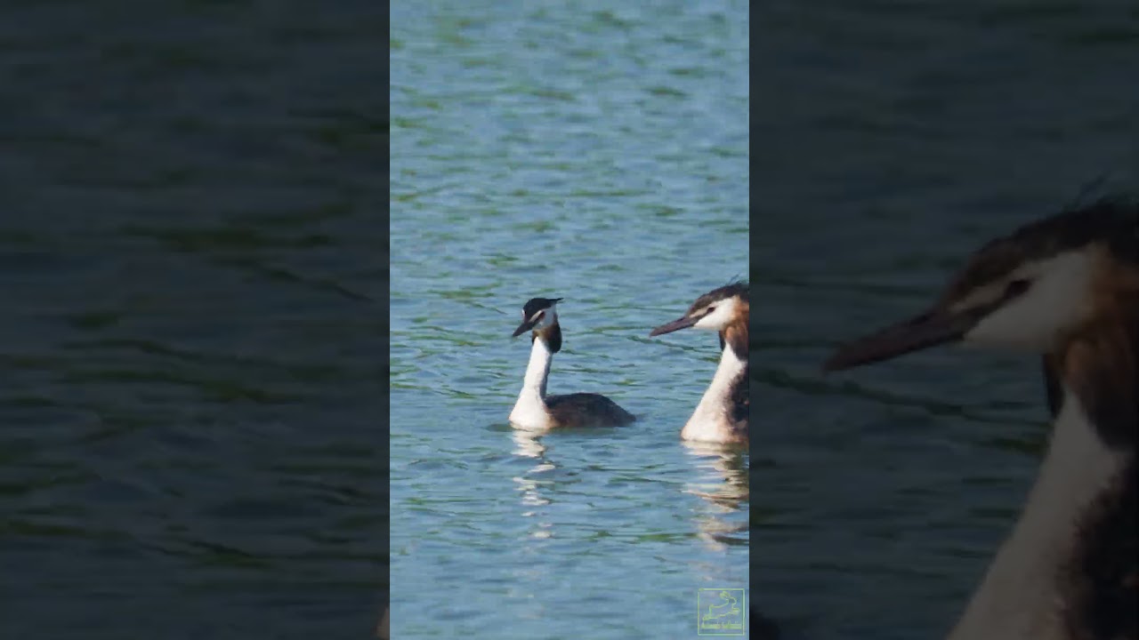 The great crested grebe - the female carries the chicks on her back while the male brings food