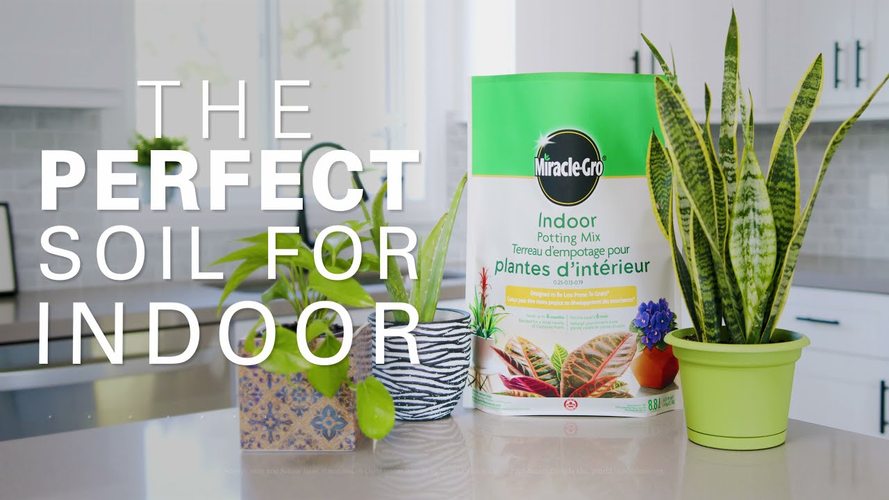 How To Grow Amazing Indoor Houseplants With Miracle-Gro Indoor Potting Mix
