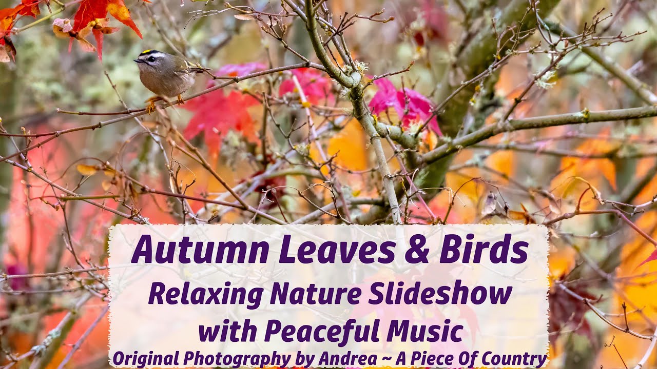 Autumn Leaves & Birds ~ Relaxing Nature & Peaceful Calming Music ~ Original Photography