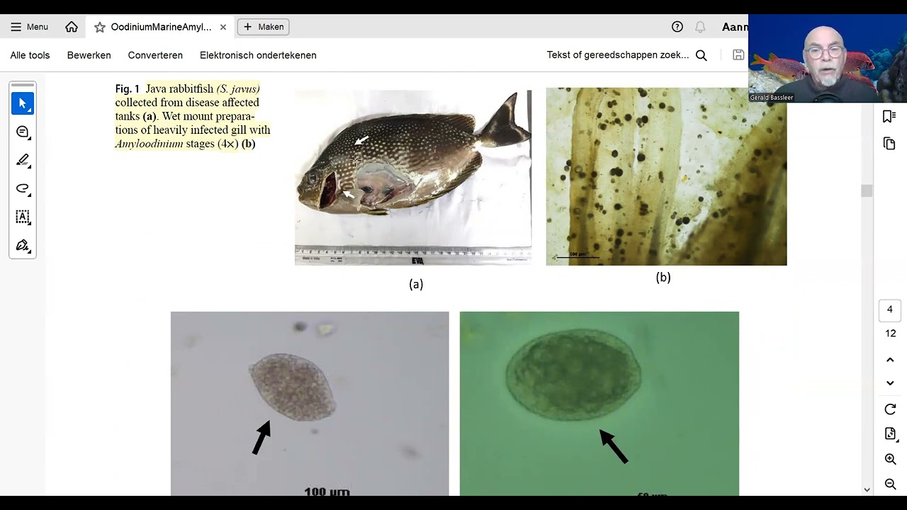 Study nr. 20 Marine Fish Velvet Disease,  Amyloodinium and how salinity can help as a treatment