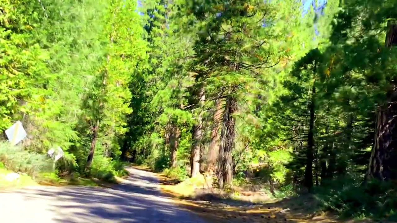 Forest Drive ASMR | Calming Nature Road