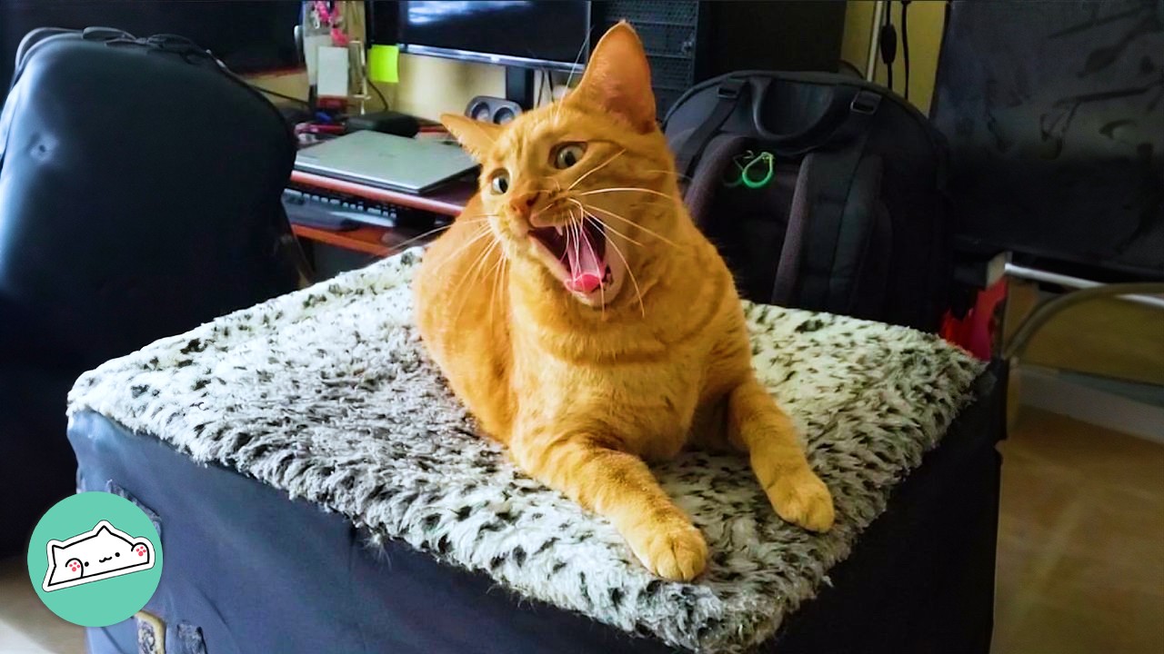 Cheeky Cat Acts Like A Dog. Owners Are Bewildered | Cuddle Buddies