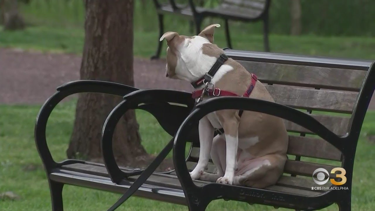 CBS3 Pet Project: How to keep your dog entertained while you are gone
