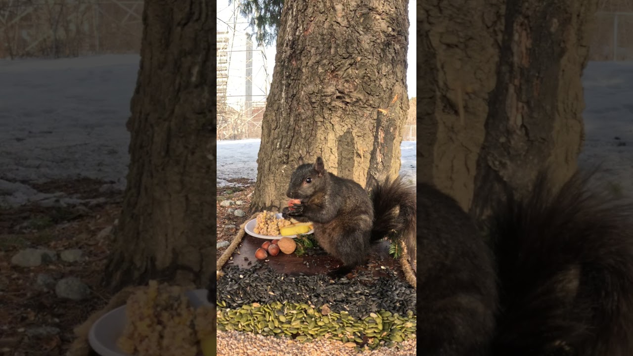 Squirrels Eating Like They've Never Eaten #animals #adorable #funny