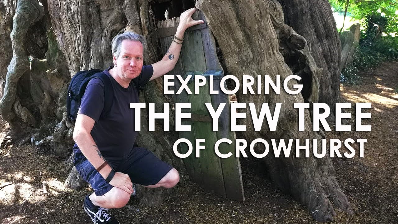 Exploring the YEW TREE of CROWHURST | Surrey