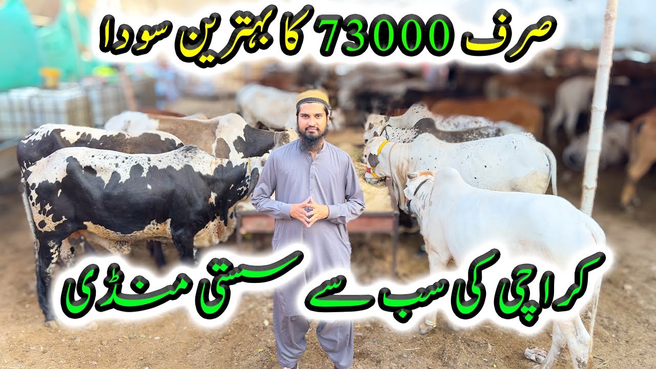 SIRF 73K ki Bachri Ka SODA | Sabse Sasti Cow Mandi | Cattle Market Karachi