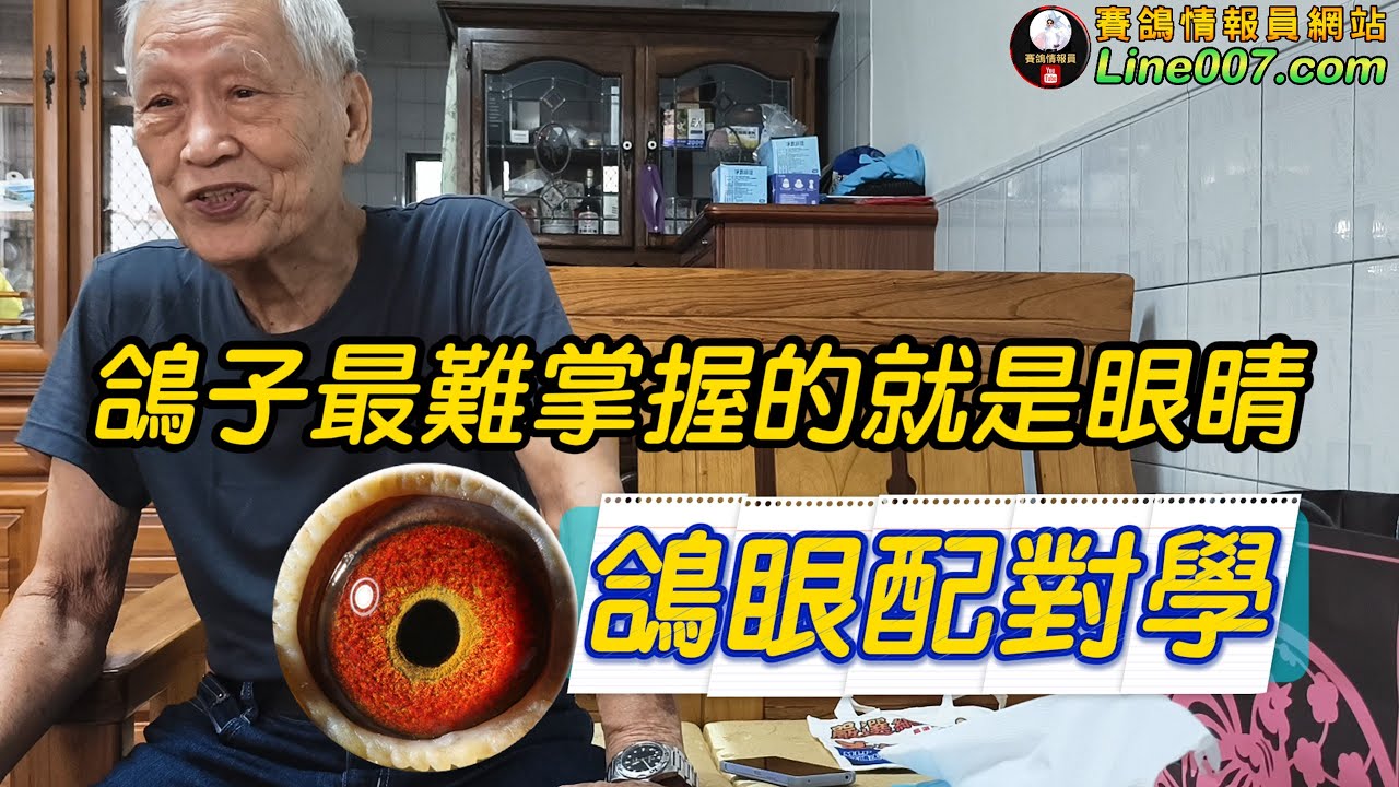 “以柔配剛？”鴿眼配對學～西眼配西眼，黃眼配黃眼可以嗎？臥眼誌立眼誌如何配？ #育種 #種鴿 #賽鴿 #邱銘德