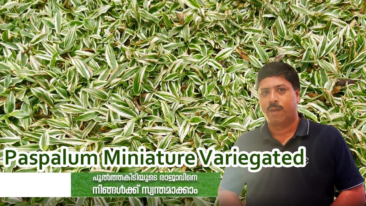 കണ്ട് അറിയാം വിവിധ പേൾ ഗ്രാസ് ഇനങ്ങൾ Call: 85920 70707