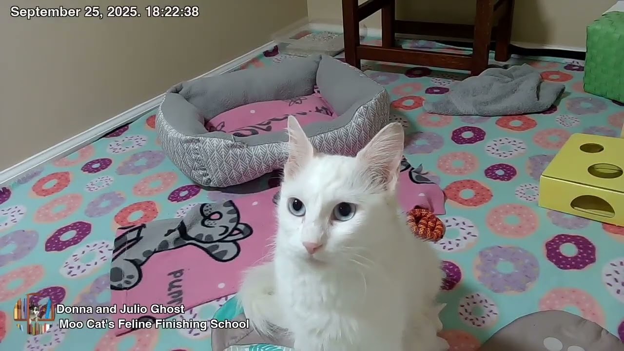 Moo Cat's Feline Finishing School - Mom Comes When I Call