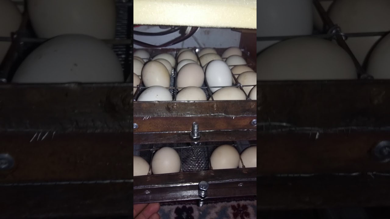 فقاسة صناعة يدوية ع 12 فولط مصروف واحدونص امبير ابو عدي