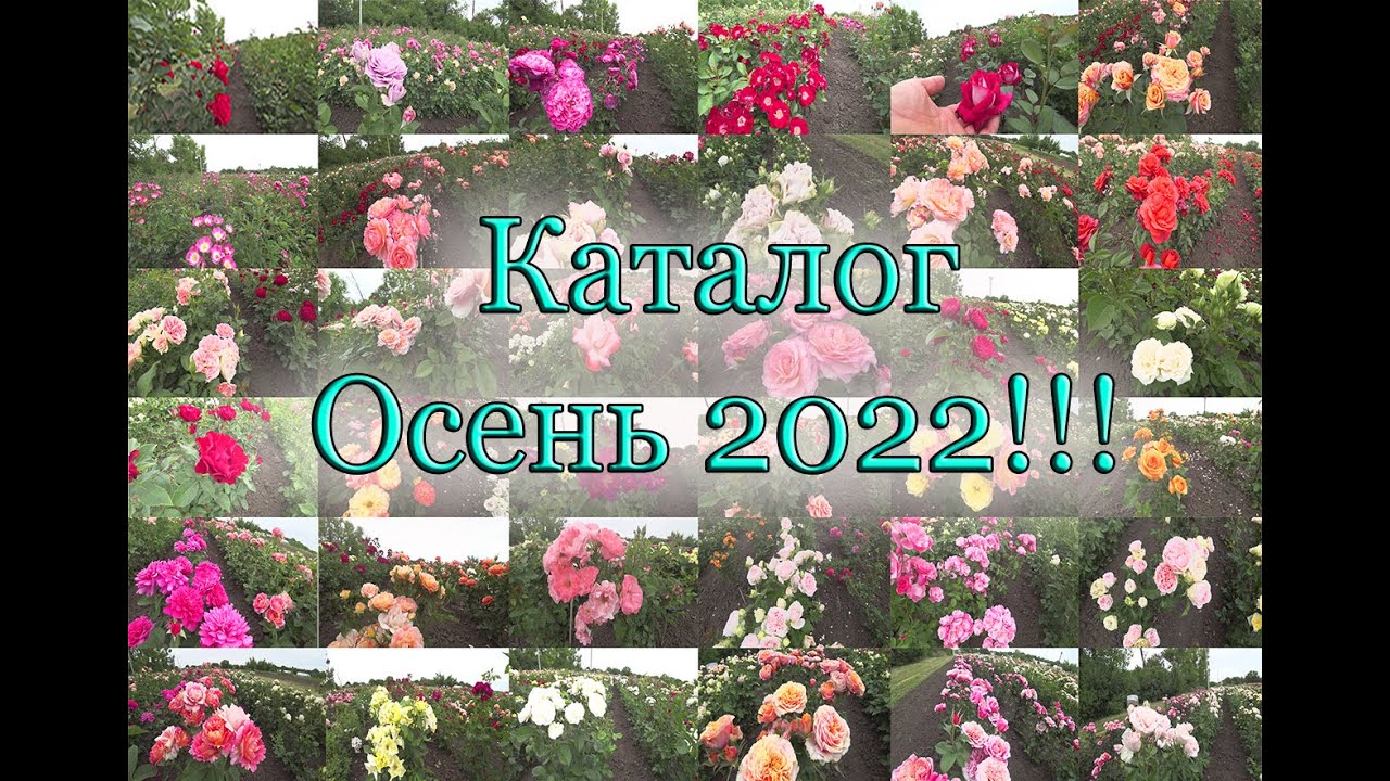 Розы ВСЁ!!! Каталог Роз на Осень!!! rozapochtoi.ru