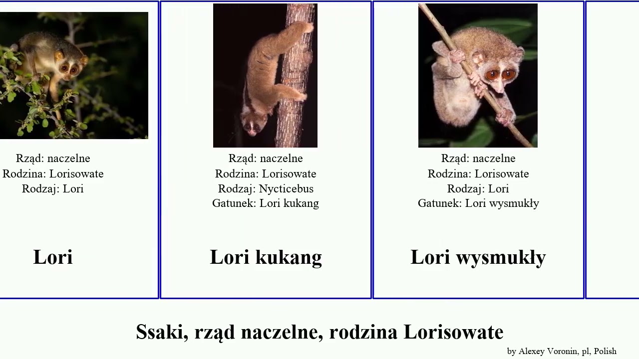 Ssaki, rząd naczelne, rodzina Lorisowate mammal primate bengalensis wielki Nycticebus kukang Shel