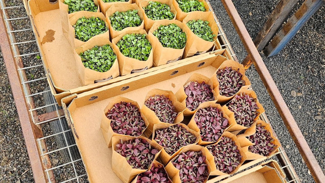 The rule of thirds in starting a Microgreens business | Beginners |  reality of profitability 🌱