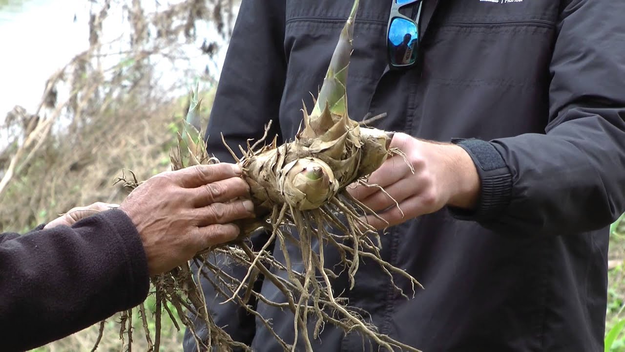 Giant Reed weed control (long)