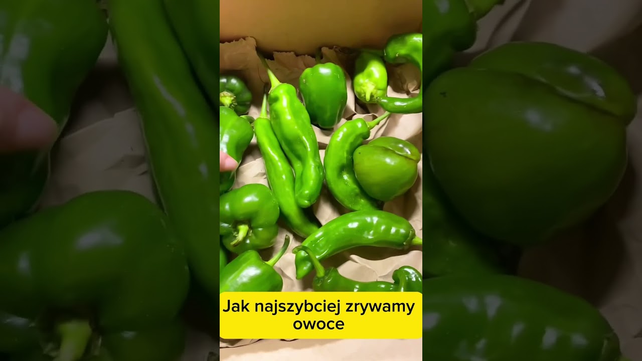 Sposób na zielone papryki 🫑🌶️ 