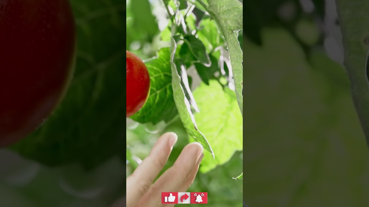 Harvesting organic tomatoes my edible garden #harvesting #tomatoes #ediblegarden #subscribe #viral