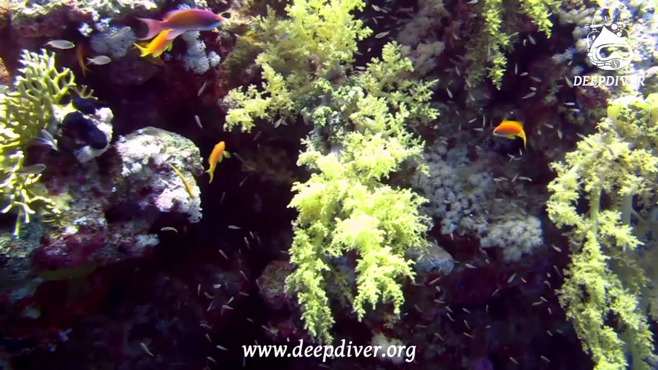 TRY SCUBA DIVING WITH DEEPDIVER