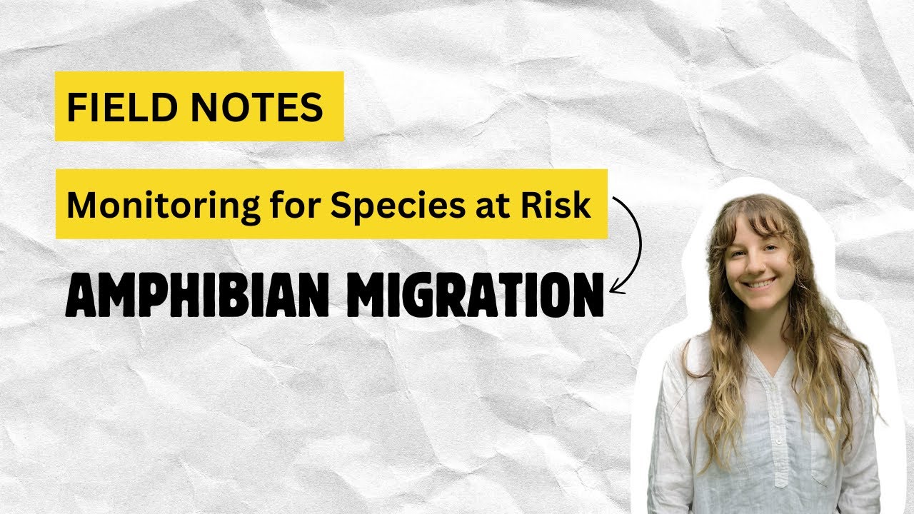 Field notes - Amphibian Migration