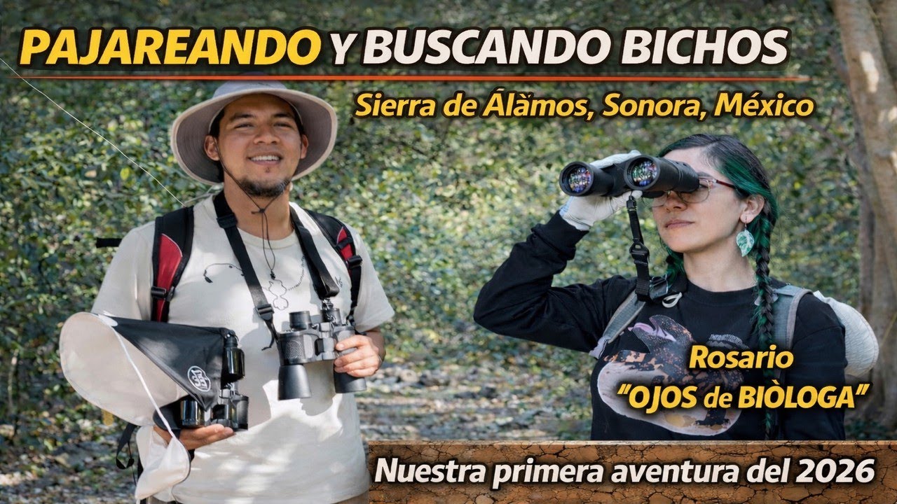 Buscando Bichos y Pajareando en Àlamos, Sonora, Mèxico.