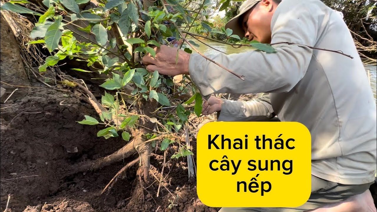 Sung nếp tự nhiên, anh em khai tác về làm bonsai
