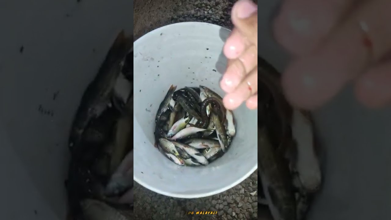 fish video | #shortsfeed #fishvlog