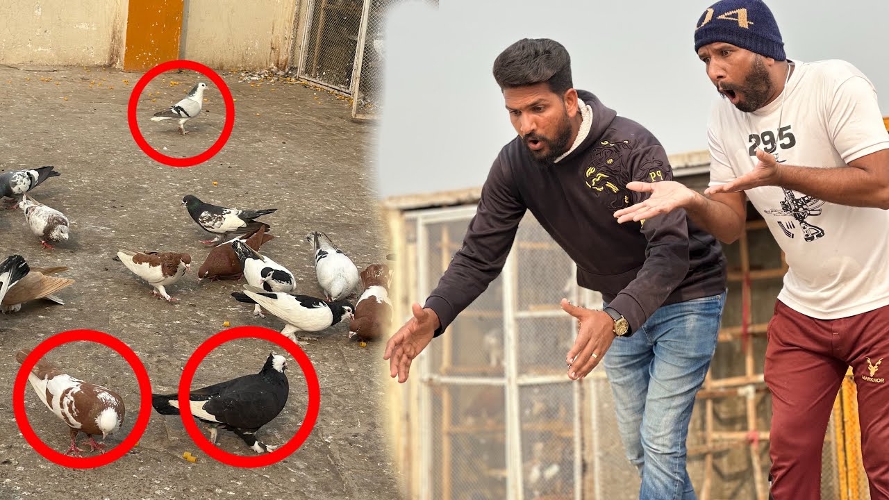 3 kabutaron ko open kar diya or 1 kabutar utar liya 😳😳
