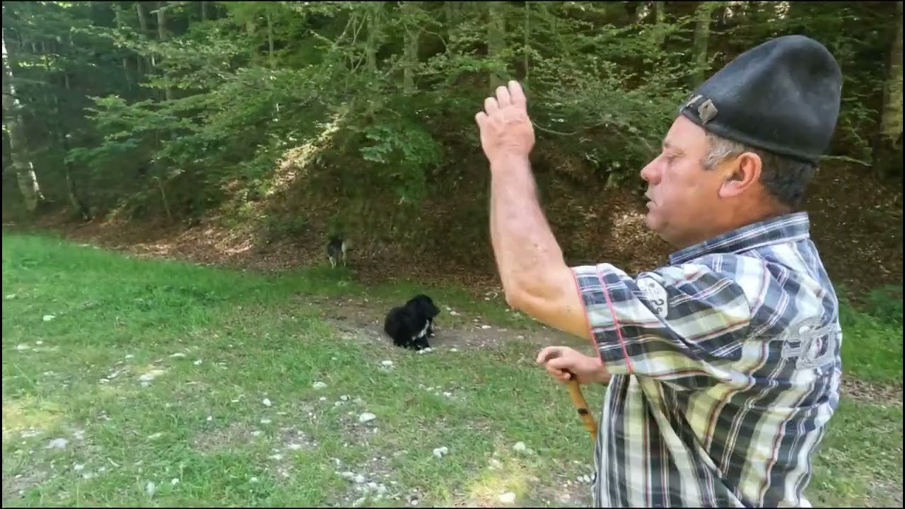 BACIUL NELUS DIN DAMBOVICIOARA 🐏OI FRUMOASE🐑CÂINI CORBI-POVESTI