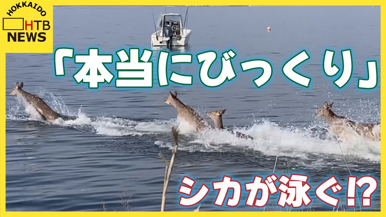 【視聴者】サロマ湖でシカがダイブ! 驚きの泳ぐ姿 観光客が動画の撮影に成功 ポツンと取り残されたシカも&hellip;