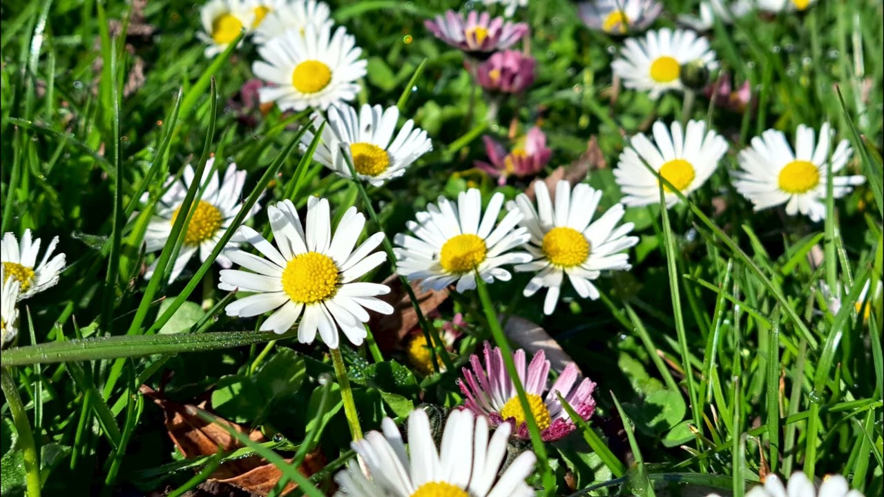 Von Gänseblümchen, Beifuss und Pferden Teil 2