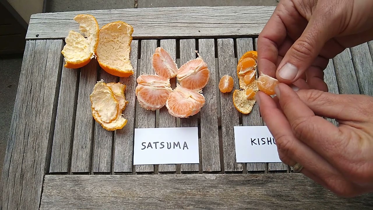 Satsuma vs. Kishu mandarins