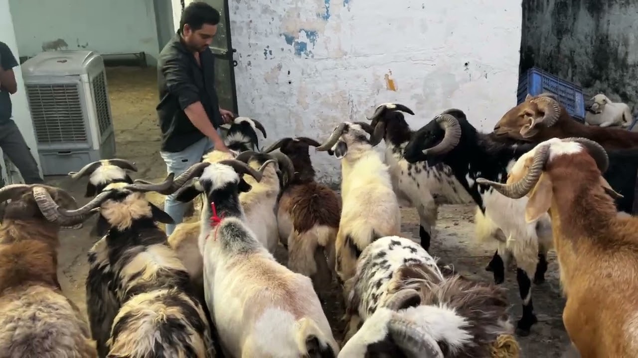 Heavy sheeps at reasonable prices available for qurbani 2k25 @Deccansheeps contact 7330072868