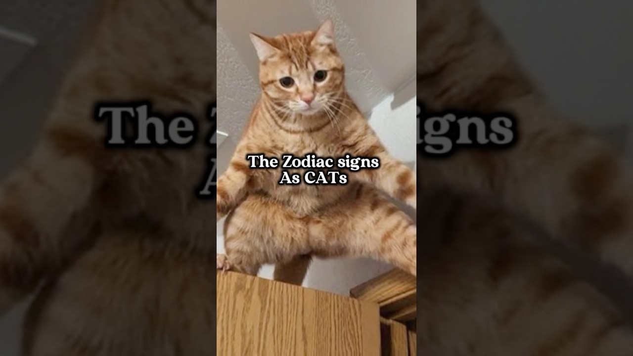 The zodiac signs as cats #shorts #astrology #zodiac #cute #cat
