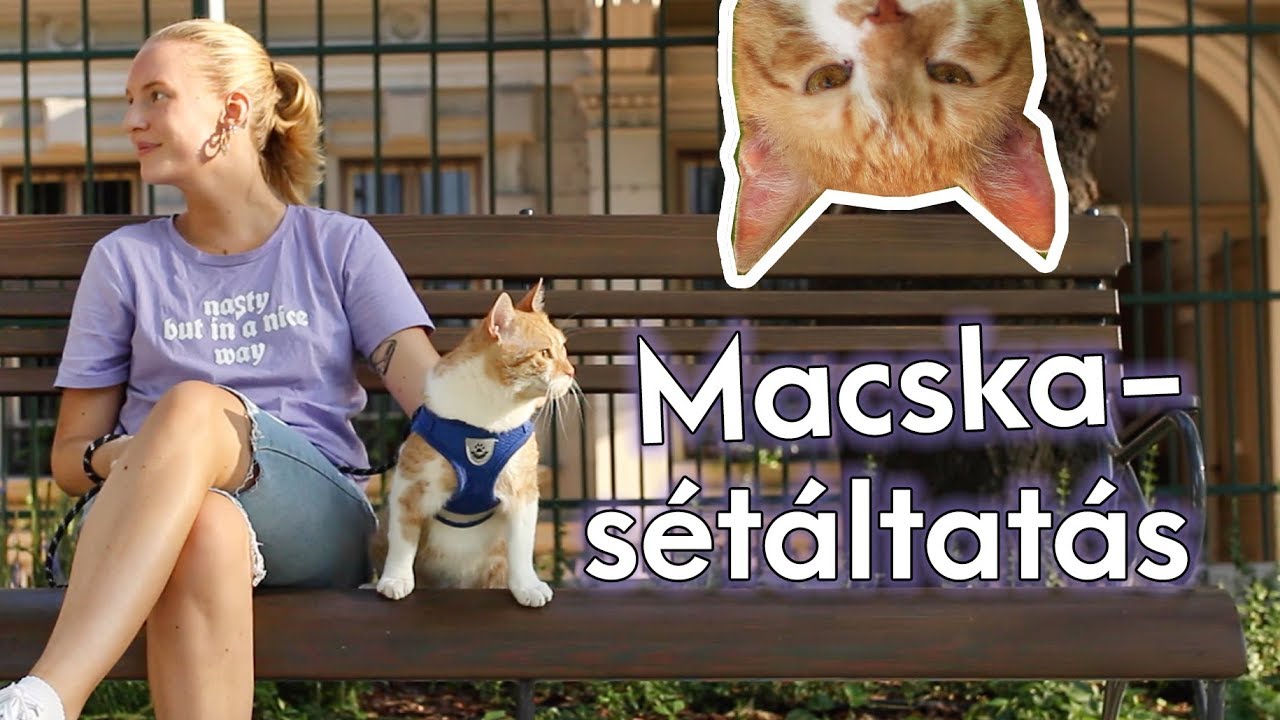 Macskabeszéd a macskatartásról és a macskasétáltatásról
