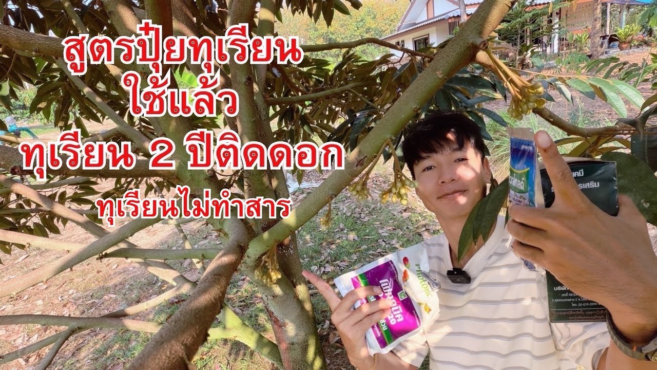 ￼ สูตรปุ๋ยทุเรียน ช่วยให้ทุเรียน 2 ปีออกดอก ￼