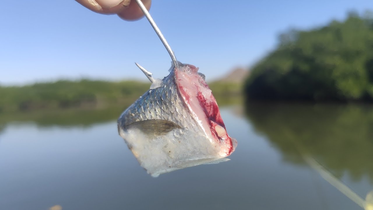 Cómo Pescar con Carnada Troncho de Lisa 