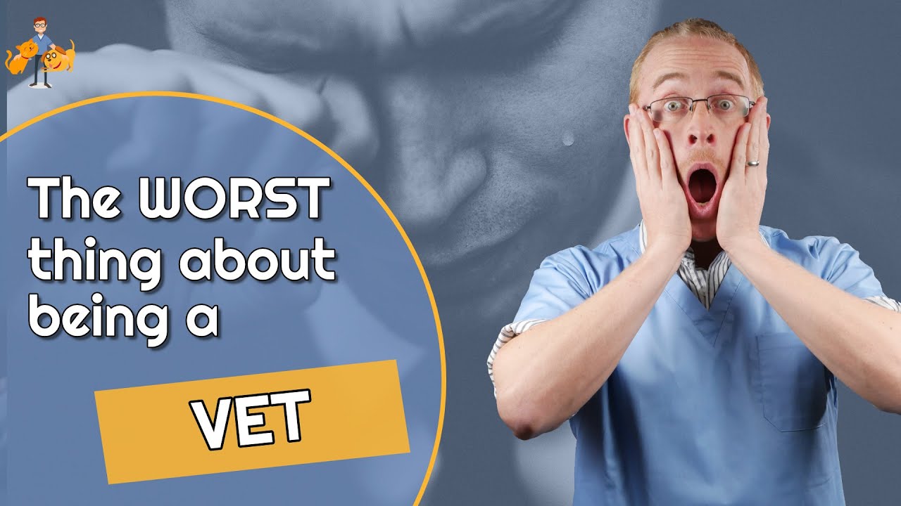 5 худших вещей в профессии ветеринара. Действительно ли я ненавижу свою работу?